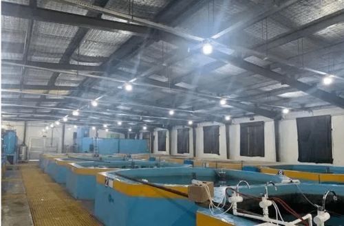 大山里也能養(yǎng)海蝦,全工廠化循環(huán)水養(yǎng)殖,走出了一條生態(tài)漁業(yè)綠色發(fā)展新路子