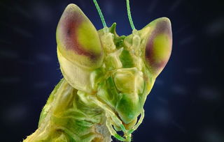 微距鏡頭下的異星世界 印尼攝影師眼中的昆蟲王國