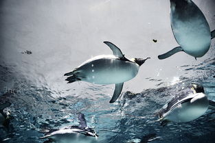 深海中的奇境 探秘未知生物的生存奧秘