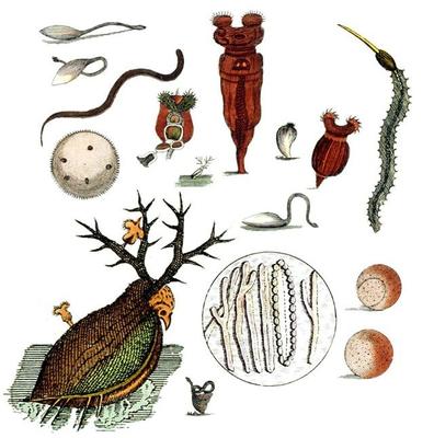 與上帝平起平坐的微生物 生物起源于它，人類未來依靠它